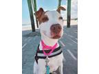 Adopt Beau Dacious (HW+) a White American Pit Bull Terrier / Mixed dog in