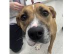 Adopt Estrella a Tan/Yellow/Fawn Foxhound / American Pit Bull Terrier / Mixed