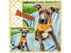 Adopt Bruno a Brindle American Pit Bull Terrier / Mixed dog in SEAGOVILLE