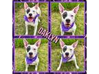 Adopt Oaklynn a White American Pit Bull Terrier / Mixed dog in SEAGOVILLE