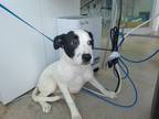 Adopt Mary a White Terrier (Unknown Type, Small) / Pointer / Mixed dog in Fort