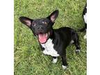 Adopt Bemo a Black Mixed Breed (Small) / Mixed Breed (Medium) / Mixed (short