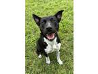 Adopt Marceline a Black Mixed Breed (Small) / Mixed Breed (Medium) / Mixed