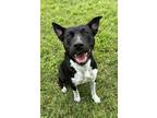 Adopt Marceline a Black Mixed Breed (Large) / Mixed dog in Gainesville