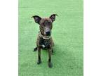 Adopt Hickory a Brindle Mountain Cur / Mixed dog in Farmers Branch