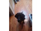 Adopt Squishy a Black Labrador Retriever / Mixed dog in Melrose Park