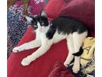 Adopt Perky a Black & White or Tuxedo Domestic Shorthair (short coat) cat in La
