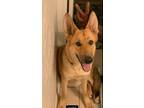 Adopt Gemma a Tan/Yellow/Fawn German Shepherd Dog / Mixed dog in Venus