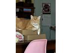 Adopt Gus a Orange or Red Tabby American Shorthair / Mixed (short coat) cat in