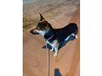 Adopt Callie a Black - with Tan, Yellow or Fawn German Shepherd Dog / Mixed dog