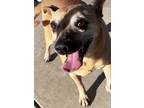 Adopt Biscuit a Tan/Yellow/Fawn - with Black Corgi / Mixed dog in Whiteland