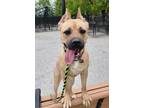 Adopt Athena a Tan/Yellow/Fawn Cane Corso / Mixed dog in Philadelphia