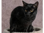 Adopt Milton a All Black Domestic Shorthair / Domestic Shorthair / Mixed cat in