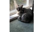 Adopt Josie a Gray, Blue or Silver Tabby Tabby / Mixed (short coat) cat in