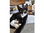 Adopt Aphrodite a Black & White or Tuxedo Domestic Shorthair (short coat) cat in