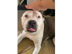 Adopt Janey a Black - with White American Pit Bull Terrier / Mixed dog in