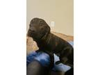 Adopt Ellie Mae a Black Labrador Retriever / German Shepherd Dog / Mixed dog in
