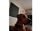 Adopt Tex a Red/Golden/Orange/Chestnut - with White Redbone Coonhound /