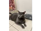 Adopt Jasper a Gray or Blue Russian Blue / Mixed (short coat) cat in Longwood