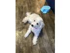 Adopt Sweetie a White - with Tan, Yellow or Fawn Maltipoo / Mixed dog in