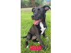 Adopt Holly a Black - with White Labrador Retriever / Boxer / Mixed dog in