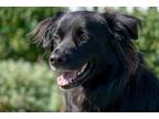 Adopt Finn a Black - with White Australian Shepherd / Mixed dog in South Bend