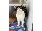 Adopt 18683-Mike-Petsense a Domestic Longhair / Mixed cat in Covington
