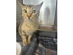 Adopt 18697 a Domestic Shorthair / Mixed cat in Covington, GA (41296829)