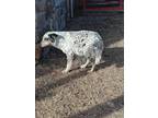 Adopt SYLVIA ( MOM ) a White - with Gray or Silver Australian Cattle Dog / Mixed