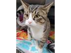 Adopt Mittens a Domestic Shorthair / Mixed cat in Stouffville, ON (41352657)