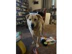 Adopt Roscoe a Tan/Yellow/Fawn Chow Chow / Labrador Retriever / Mixed dog in