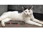 Adopt Stewey a Domestic Shorthair / Mixed cat in Lexington, KY (41353209)