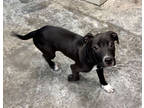 Adopt Lisa a Black Golden Retriever / Terrier (Unknown Type