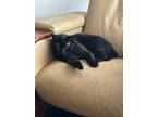 Adopt Eddie a All Black Domestic Shorthair / Mixed (medium coat) cat in