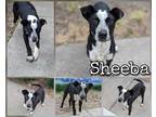 Adopt Sheeba a Black Retriever (Unknown Type) / Australian Cattle Dog / Mixed