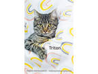 Adopt Triton a Brown or Chocolate Domestic Shorthair / Domestic Shorthair /