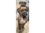 Adopt HAWK AND SHADOW BONDED PAIR a Tan/Yellow/Fawn Boxer / Mixed dog in Pueblo