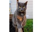 Adopt Gracie a Gray or Blue Russian Blue / Mixed (medium coat) cat in Albany