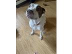 Adopt Molly a White - with Brown or Chocolate American Staffordshire Terrier /
