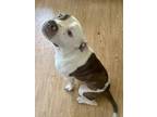 Adopt Kong a White - with Brown or Chocolate American Staffordshire Terrier /