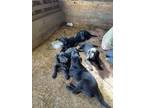 Adopt Colt, Runt, Bob, Nibbles , Swift a Black Labrador Retriever / Mixed dog in