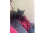 Adopt Jinx a All Black Domestic Shorthair / Mixed (short coat) cat in Winter