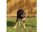 Adopt Cardi a Black - with Tan, Yellow or Fawn Rottweiler / Mixed dog in Katy