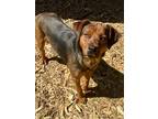Adopt Estrella a Black Rhodesian Ridgeback / Mixed dog in Gainesville