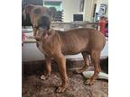 Adopt Yoki a Brown/Chocolate Mixed Breed (Medium) / Mixed dog in Cincinnati