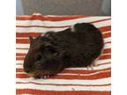 Adopt STORM CLOUD a Guinea Pig small animal in Tucson, AZ (41353087)