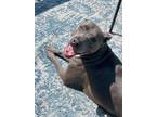 Adopt Loki a Gray/Blue/Silver/Salt & Pepper American Pit Bull Terrier /