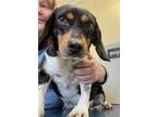 Adopt Buck D2024 KW in MS a Beagle / Dachshund / Mixed dog in Saunderstown