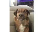 Adopt Emma a Brown/Chocolate - with White Husky / German Shepherd Dog / Mixed