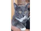 Adopt Jack and Jill a Gray or Blue Domestic Shorthair (short coat) cat in